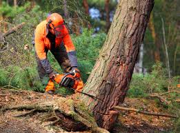 Best Arborist Consultation Services  in Lake Telemark, NJ